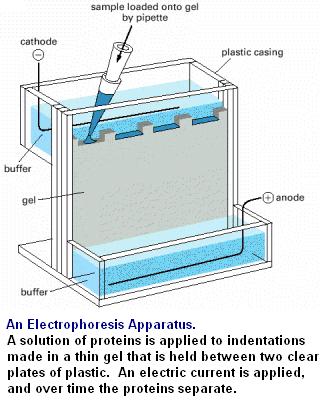 Gel Electrophoresis